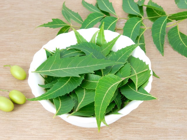 Neem leaves